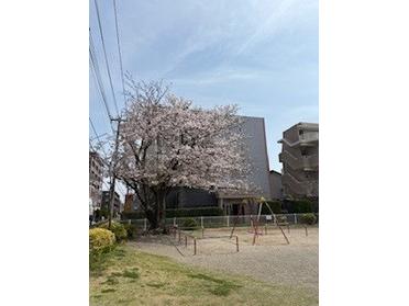 桜の舞う公園