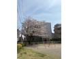 桜の舞う公園