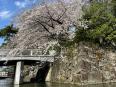 水面に浮かぶ桜の花びらも趣深いです