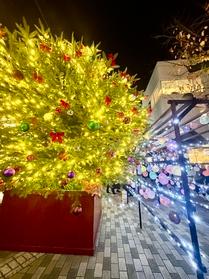 大きなクリスマスツリーのライトアップです♪