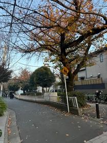 この時期の九品仏緑道は落ち葉がたくさん♪