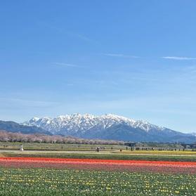 春の四重奏が広がる舟川べり♪