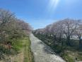 桜舞う舟川べりの春景色♪