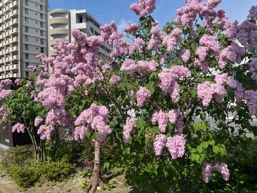 ライラックが見頃！