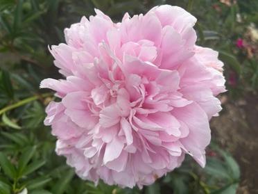 ふんわり咲く芍薬のやさしい色合いに癒されました。