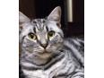 猫の写真