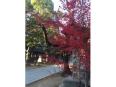 この日はまだきれいな紅葉が見られました