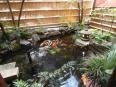 中庭の池には鯉が約30匹ほど泳いでました。